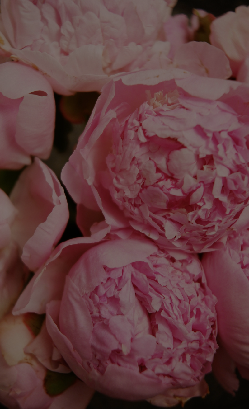 pivoine