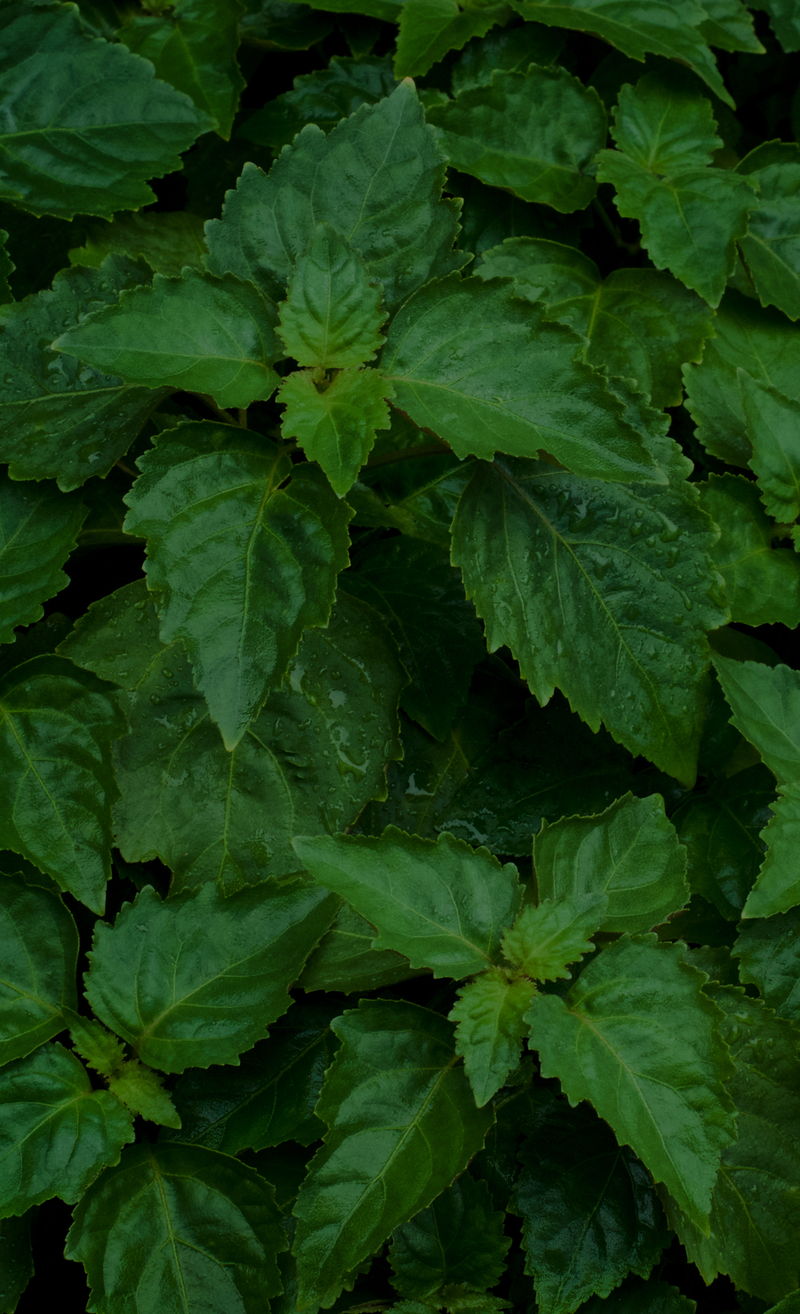 patchouli