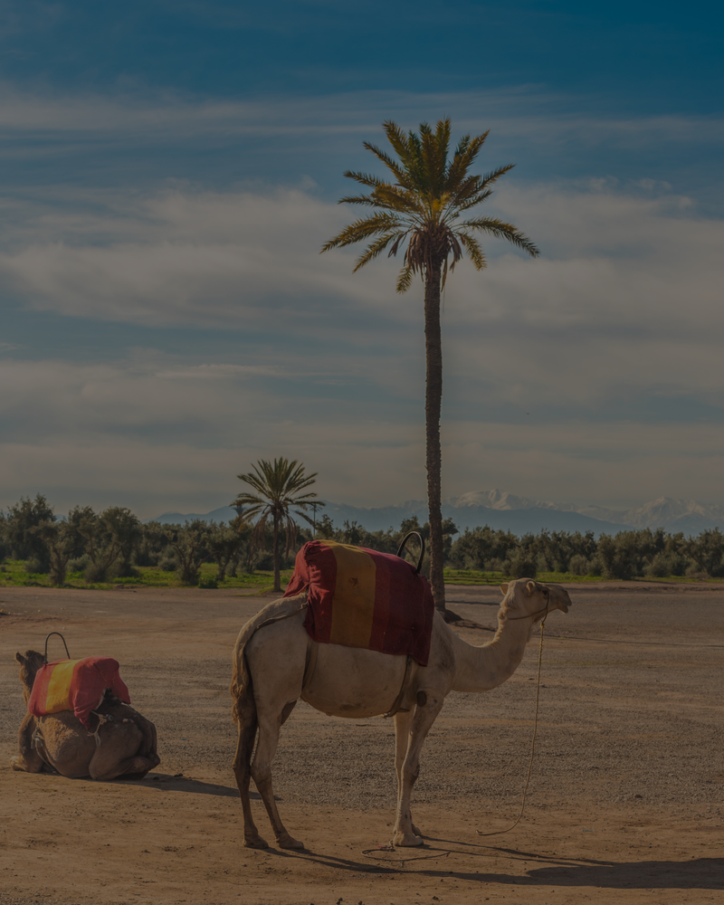 Né à Marrakech